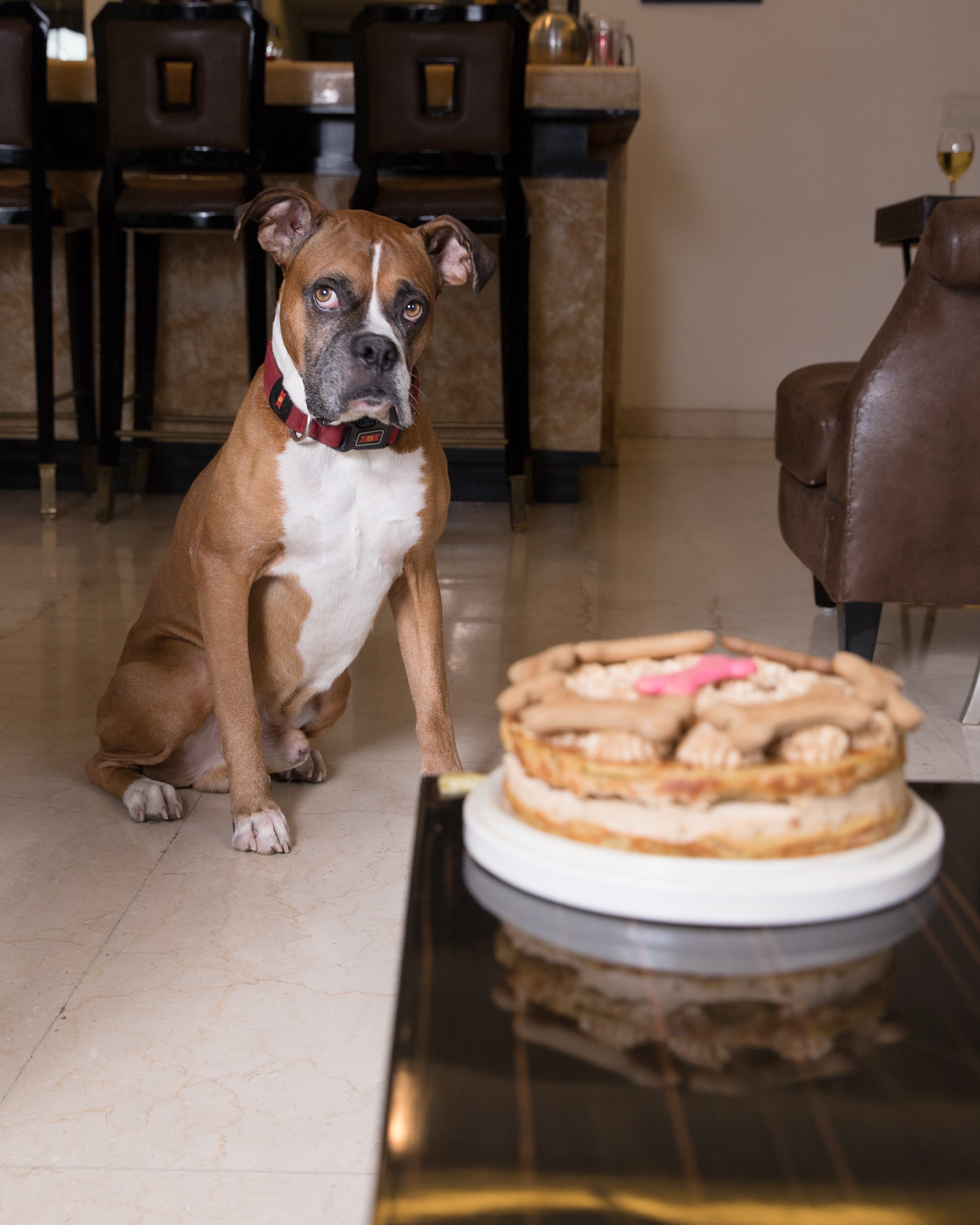 Cake for dog birthday party with decorated bones. Delicious dessert for pets  party celebration. Sweet treat for dogs. 21564519 Vector Art at Vecteezy